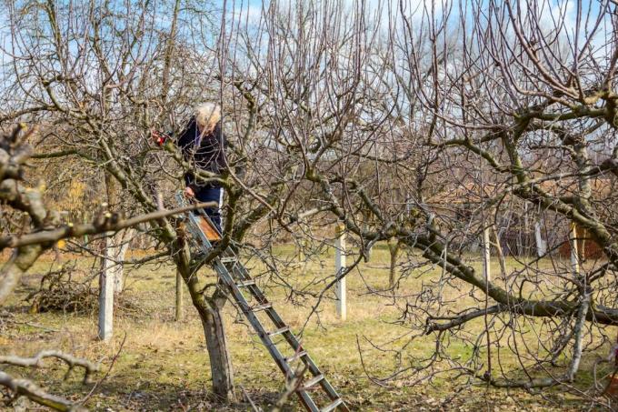 Couper un vieil arbre fruitier