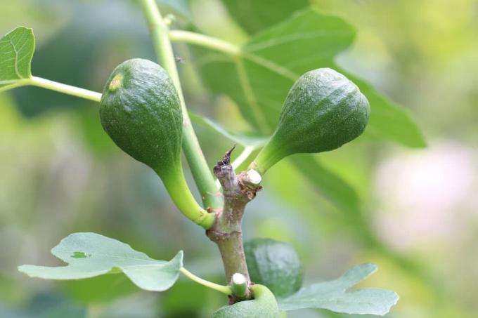 Viikunapuu - Ficus carica