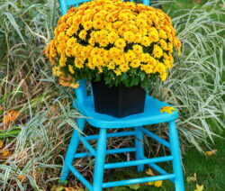 Chrysanthèmes orange en pot sur chaise