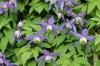 Propagating clematis: instructions for seeds, cuttings and offshoots