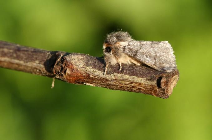 Oak processionary moth sits on branch