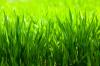 Fertilizarea gazonului vara: are sens?