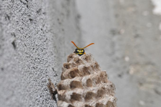 prevent wasp-nest-building