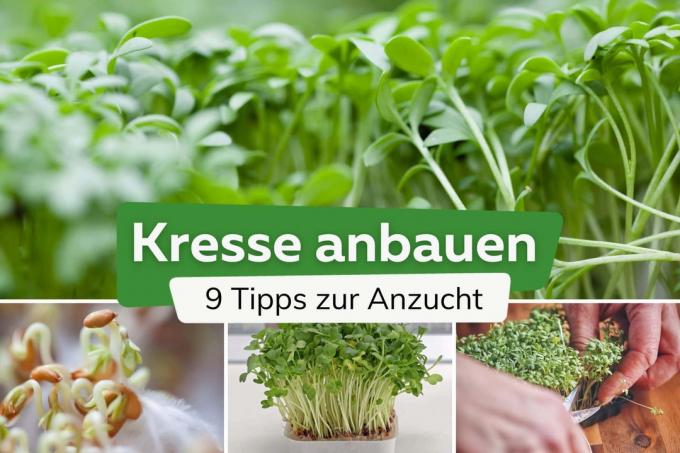 Sowing and growing cress tips title