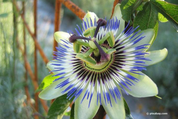 زهرة العاطفة الزرقاء ، Passiflora caerulea