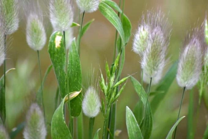 Zajčja trava (Lagurus ovatus)