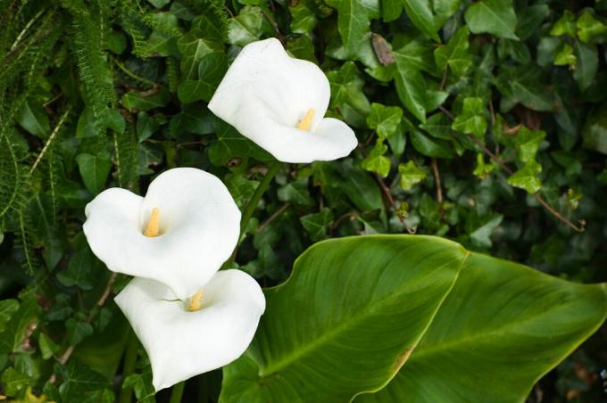 Marsh calla ด้วยดอกไม้สีขาวและใบไม้ขนาดใหญ่