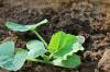 Att ta hand om zucchini: vattning, gödning och sjukdomar