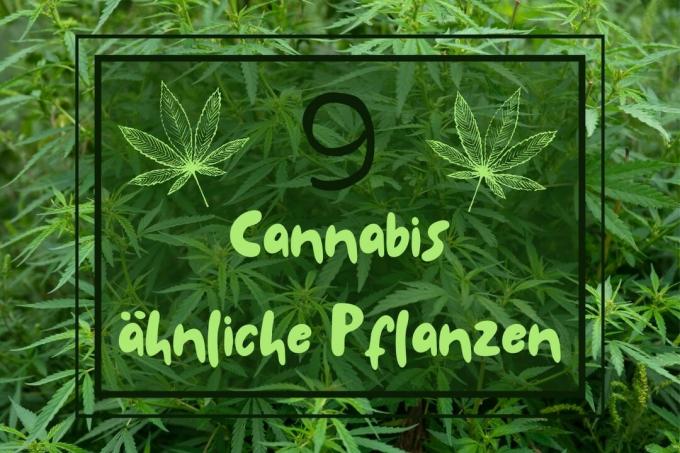 Cannabis-like plants - title