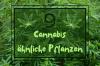 9 plante de cânepă / canabis cu imagine