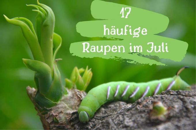 Caterpillars in July - title