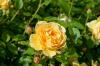 ורדים צהובים: 10 הזנים היפים ביותר