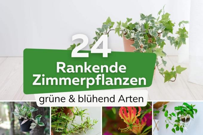 Tırmanan ev bitkileri: 24 yeşil ve çiçekli tür