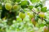 Цариградско грозде: засаждане, размножаване и използване