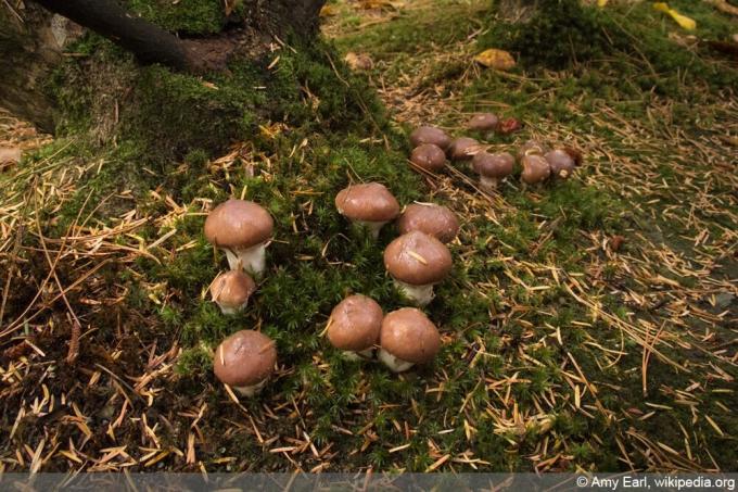 Масляный гриб - Масляный гриб