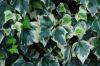 Murgröna: Tips om plantering, skötsel och borttagning