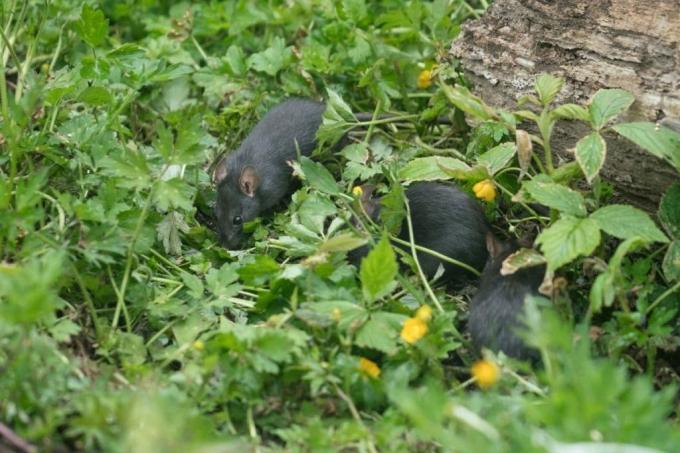 Slåss mot råttor i trädgården
