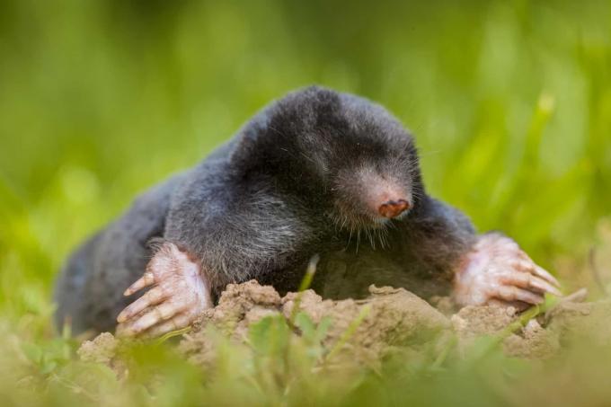European mole (Talpa europaea)