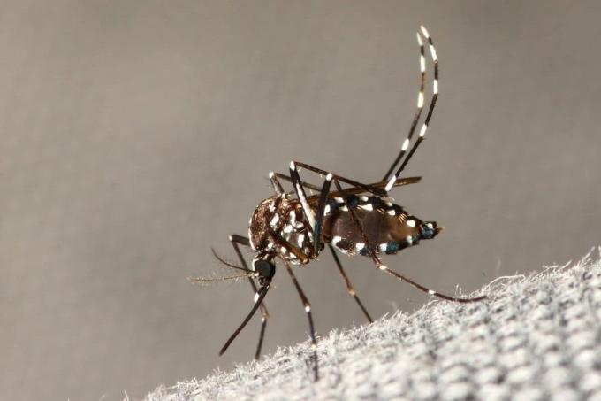 بعوضة النمر الآسيوي (Aedes albopictus)