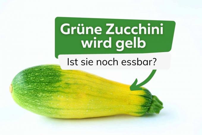 Grønn zuuchini blir gul tittel
