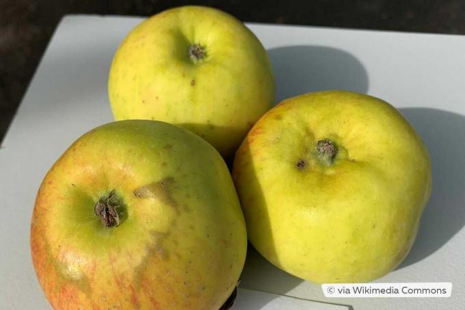 Variété de pomme Hélios