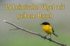 Aves de barriga / peito amarelas: 15 espécies nativas