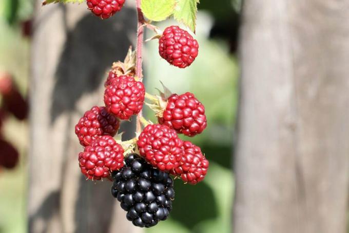 Blackberry - Rubus bölümü