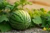 Plantning af vandmelon: tips til dyrkning i haven