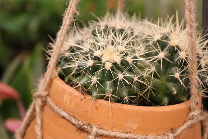 Szaporítsd a kaktuszt különböző módokon