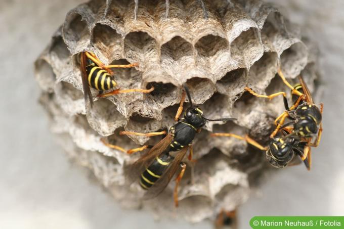 Wasp allergy - wasps on the wasp nest