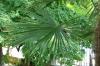 Le palmier à chanvre obtient des feuilles brunes ou jaunes: que faire ?