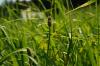 Types typiques d'herbe dans les prés et les pelouses