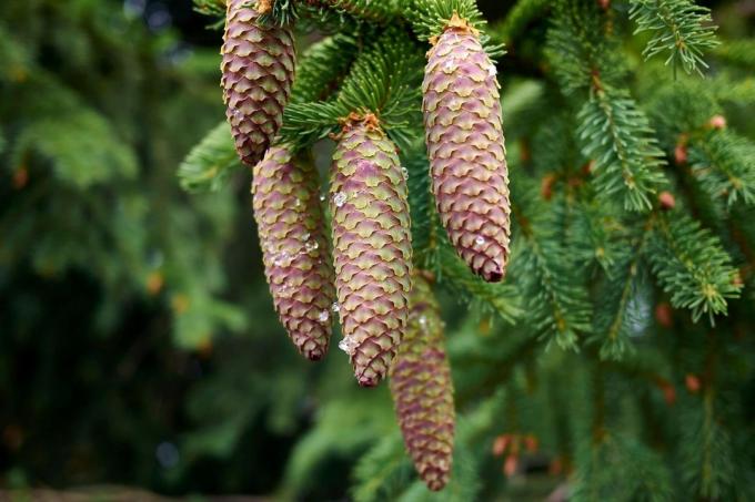 Norway spruce cones (Picea abies)