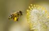 Γύρη μελισσών: ποια είναι η τάση