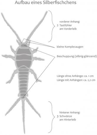 Structure of a silverfish