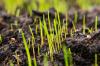 Bästa gräsgödselmedel: organiskt och mineraliskt i jämförelse