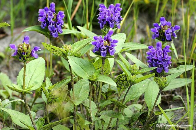 Grande Brunelle (Prunella grandiflora), fiori di prato viola