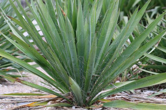Vláknitá palmová ľalia (Yucca filamentosa)