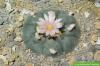 Cactus Peyotl, Lophophora williamsii