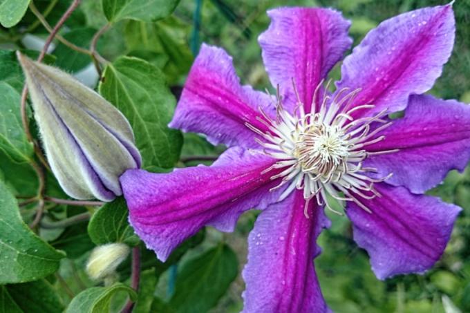 Clematis lice