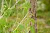 Mini pepino mexicano: plantar y cuidar el cucamelón