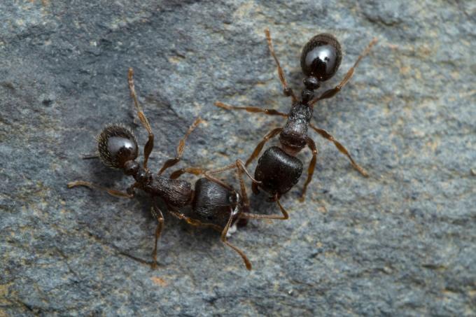rudos skruzdėlės