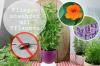 Repelente de moscas: essas 14 plantas repelem moscas e mosquitos