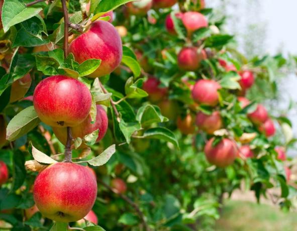 Äppelträdgrenar med äpplen