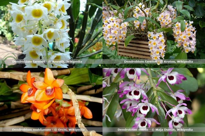Orkide türleri, Dendrobium
