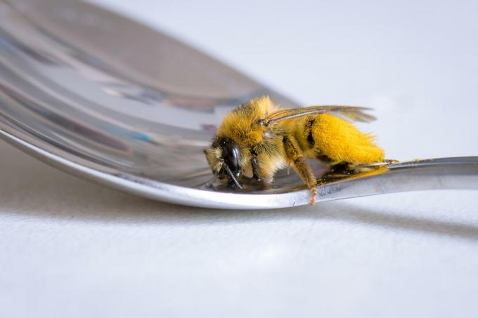 Včela pije z lyžice