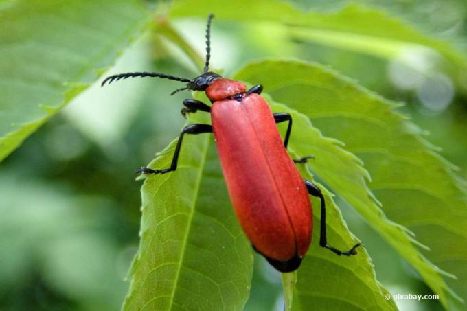 Fire beetle, pyrochroa