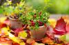 Cranberries: planting, caring for, harvesting & more - Plantura