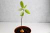Növelj avokádófát, avokádó növényt