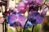 Modra orhideja: kako sami pobarvati orhideje v modro